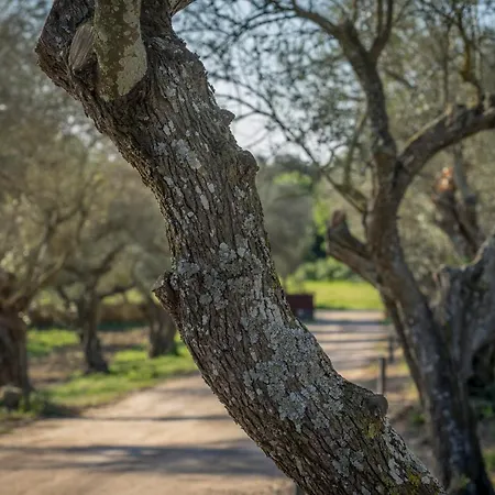 فندق Mas Del Sol